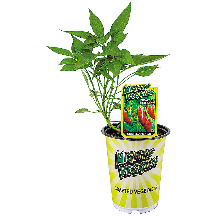 Log House Plants QUART