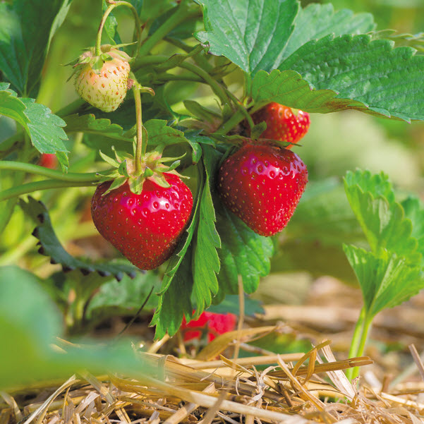 Kraemer's Nursery 