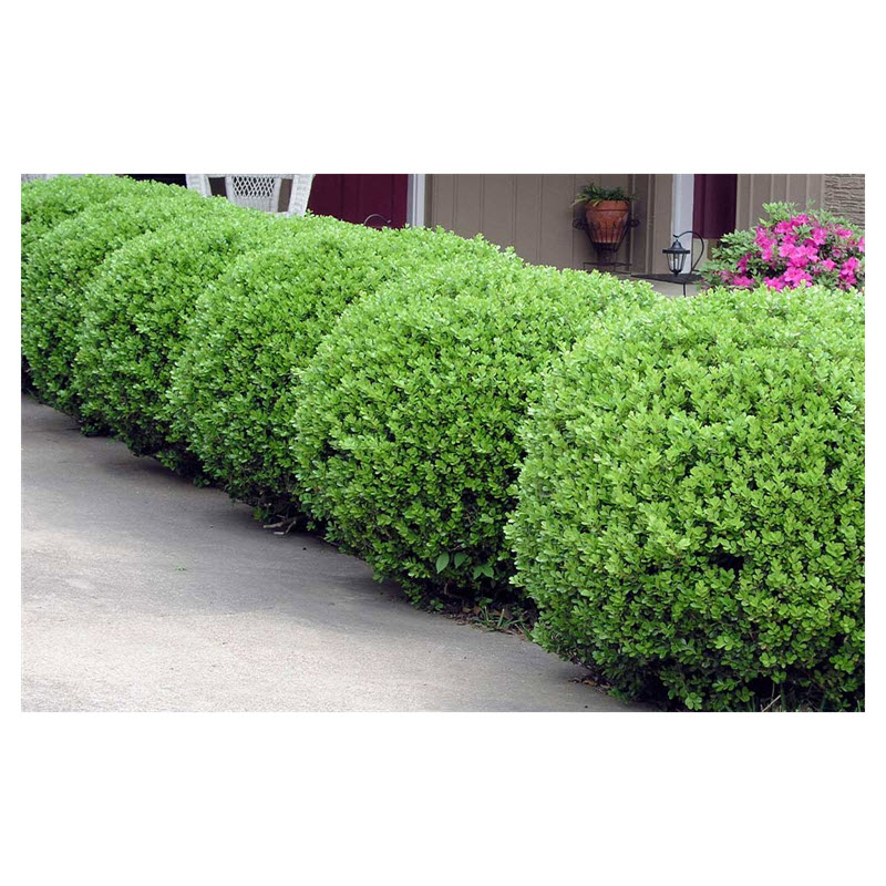 Kraemer's Nursery 32901