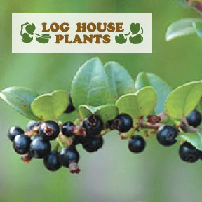 Log House Plants HUCKB