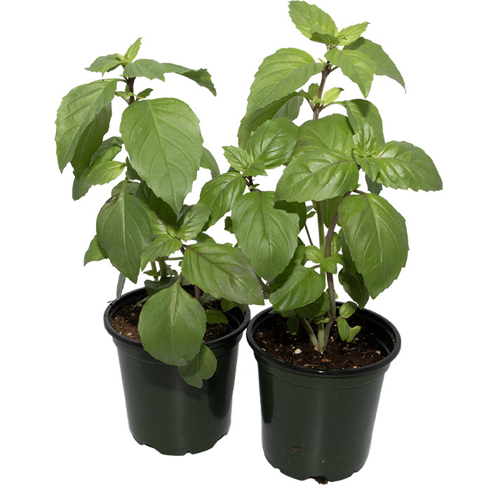 Westwind Gardens ORGBASIL4