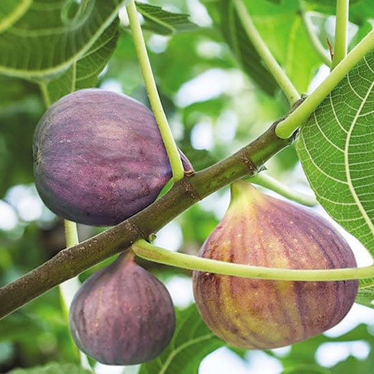 Log House Plants FIG #1