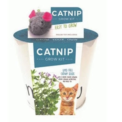 Catnip Grow Kit, Netherland Bulb Company - 1