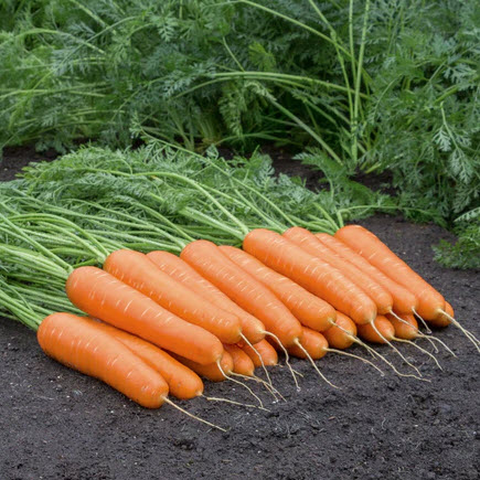 Territorial Seed 300214