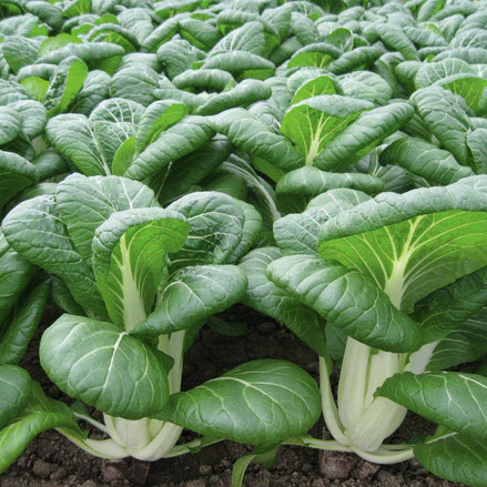 Territorial Seed, Organic Pac Choi Bopak - 1