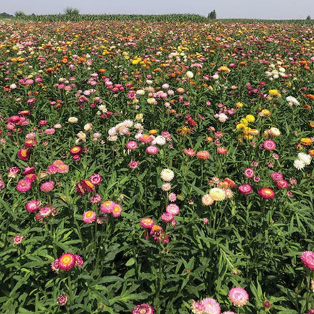 Territorial Seed FL3257/WS