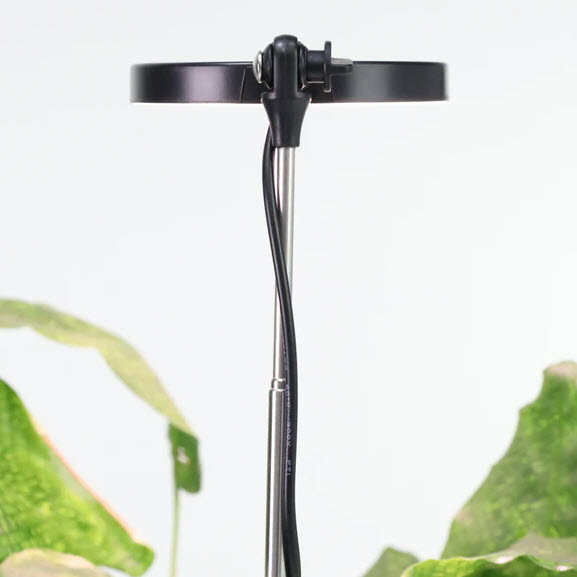 Adjustable LED Plant Light, Mossify, 8 in to 28 in H, Black - 3