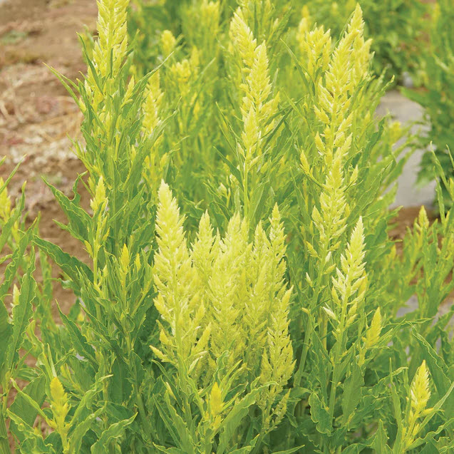 Territorial Seed FL3026/WS