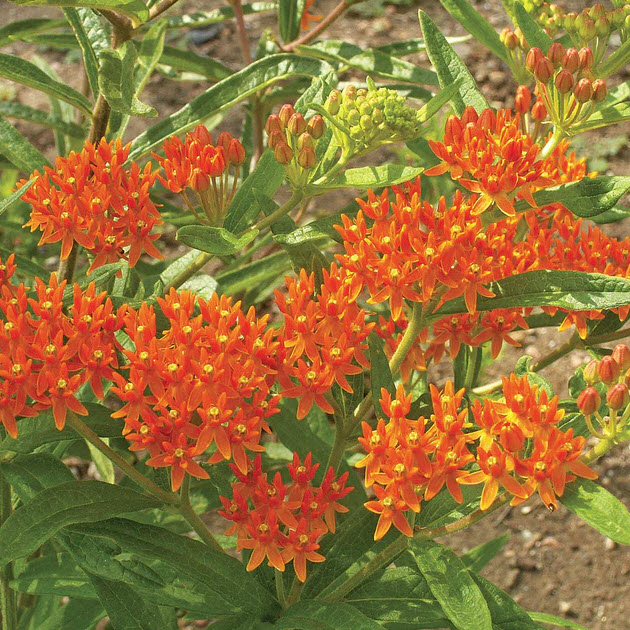 Territorial Seed FL2095/WS