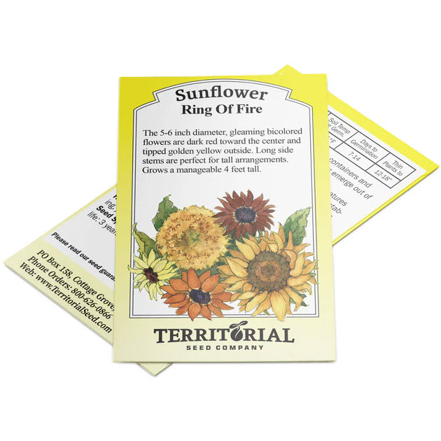 Territorial Seed Company Ring of Fire Sunflower - Thumbnail 3