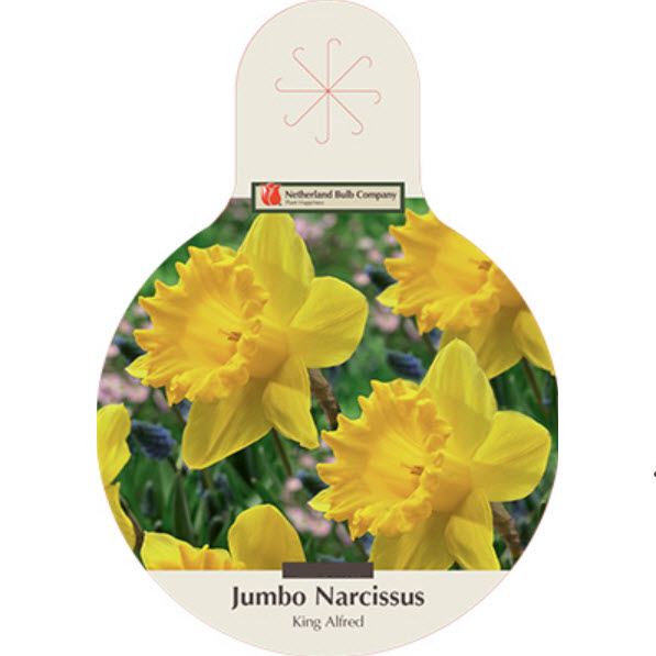 Netherland Bulb Company 9438