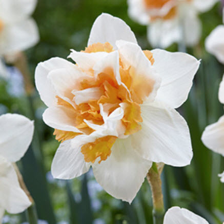 Netherland Bulb Company 4301228670