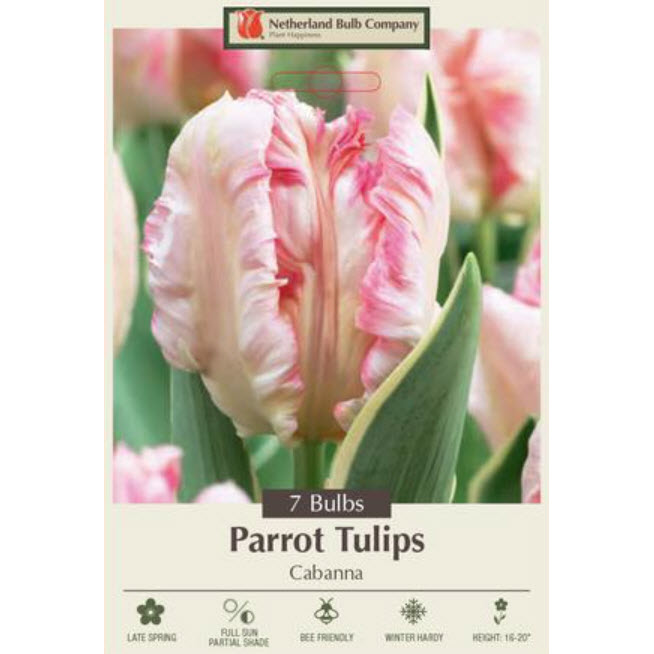 Netherland Bulb Company 5907-230-670
