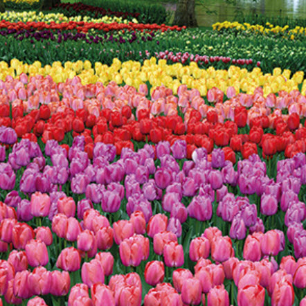 Netherland Bulb Company 9536