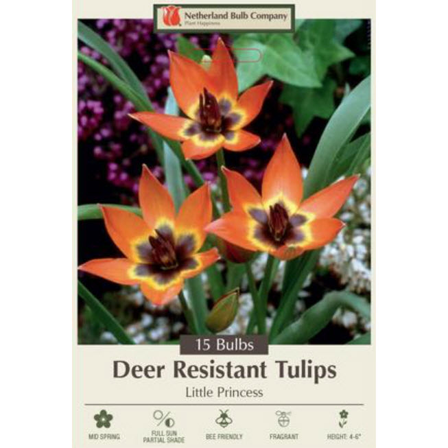 Netherland Bulb Company 5911229670