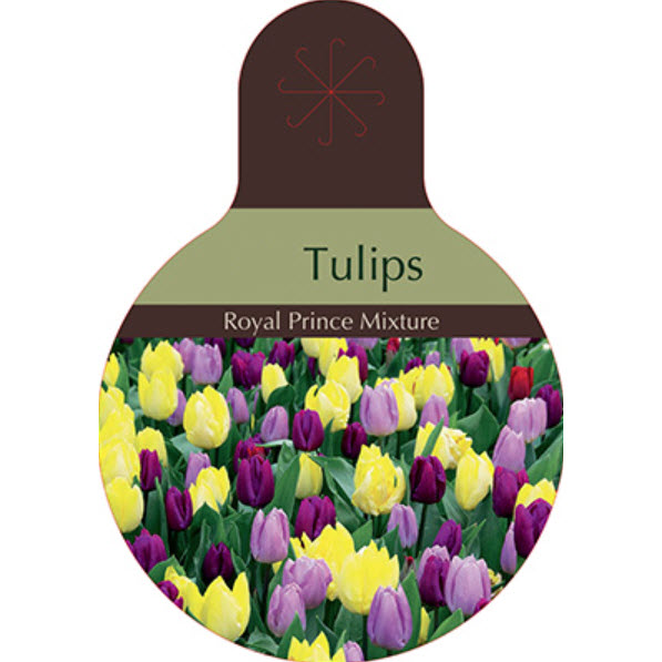 Netherland Bulb Company 9291