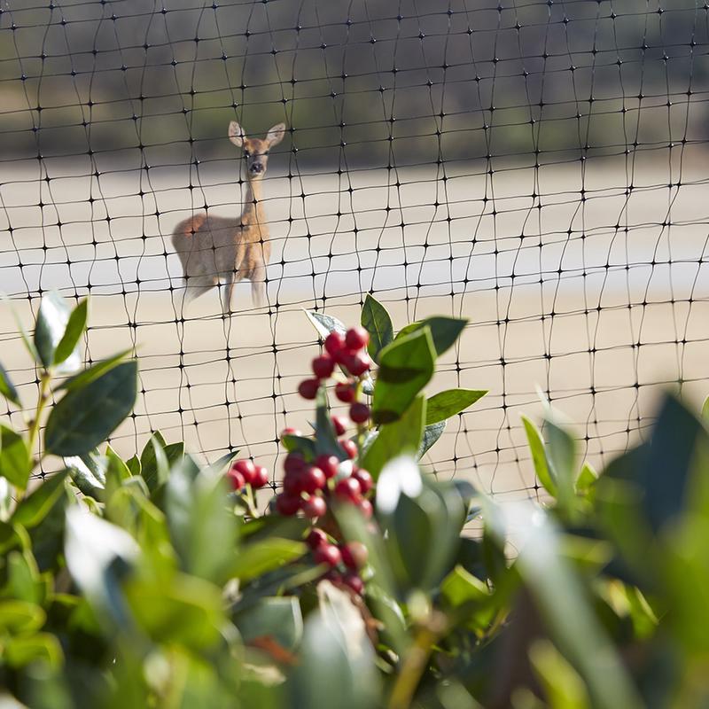 Multi-Purpose Garden Netting, Hones Companies Inc, Bird and Wildlife Barrier, 7 ft W x 21 ft L - 2