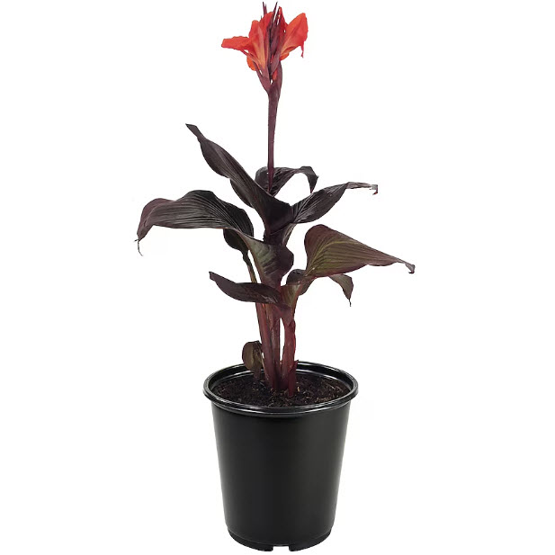 Peoria Gardens PERENNIAL