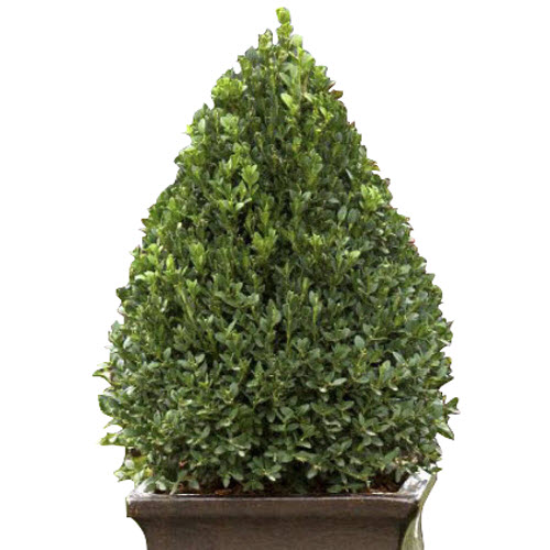Kraemer's Nursery BOXWOOD1