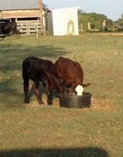 Cattle Lick Tub 225 lb