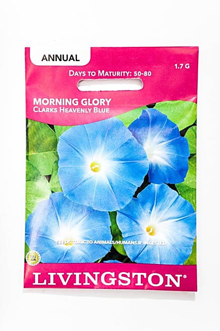 Y1280 Clark's Heavenly Morning Glory Seed, Summer to Fall Bloom, 1.7 g Pack