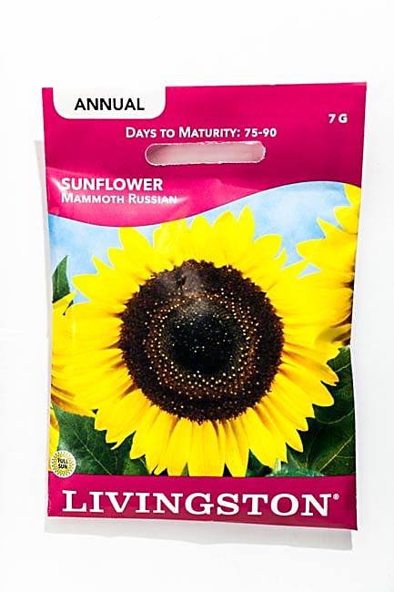 Y1470 Mammoth Russian Seed, Mid Summer to Fall Bloom, Yellow Bloom, 7 g Pack