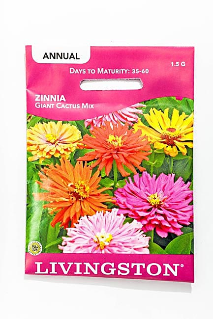Y1570 Giant Cactus Double Zinnia Seed, Summer to Fall Bloom, Orange/Pink/Red/Rose/White Bloom, 1.5 g