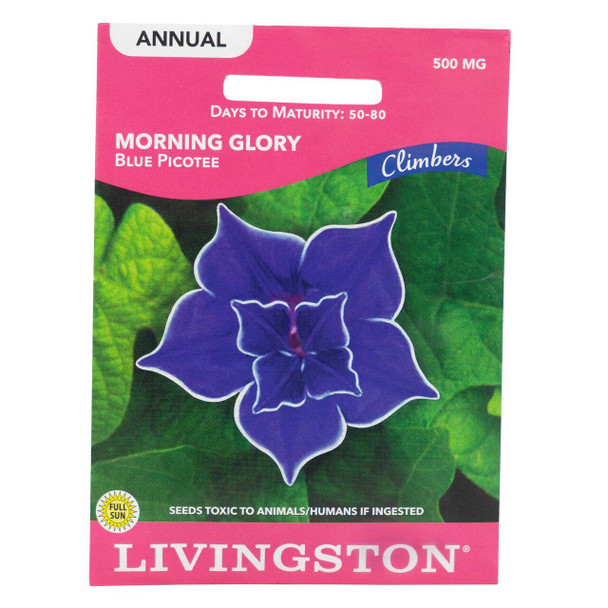 Y2555 Picotee Morning Glory Seed, Summer to Fall Bloom, Blue Bloom, 500 mg Pack