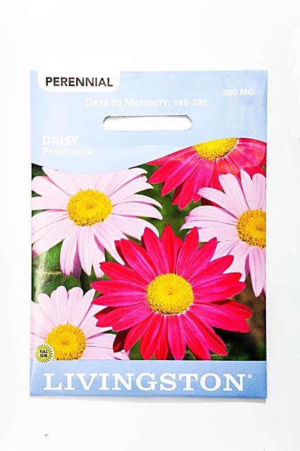 Y3095 Pyrethrum Mix Daisy Seed, Summer to Fall Bloom, Pink/Red Bloom, 300 mg Pack