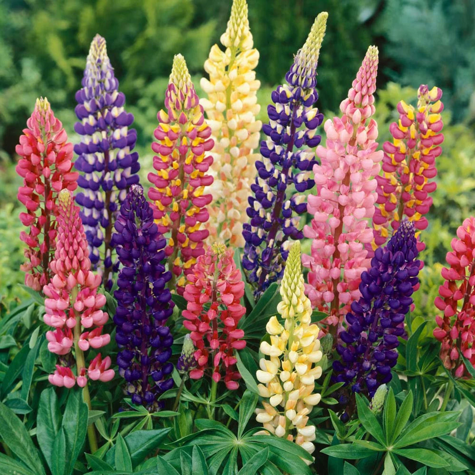 Y3165 Russells Prize Mix Lupine Seed, Late Spring to Summer Bloom, Blue/Pink/Red/Rose/Yellow Bloom Pack