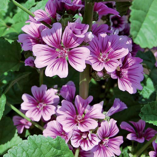 Y3170 Zebrina Malva Seed, Summer to Mid-Fall Bloom, Dark Purple/White Bloom, 200 mg Pack