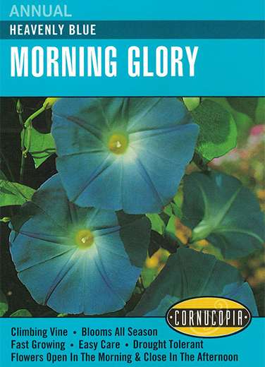 123 Morning Glory Heavenly Seed, Ipomoea Tricolor, All Season Bloom, Blue Bloom