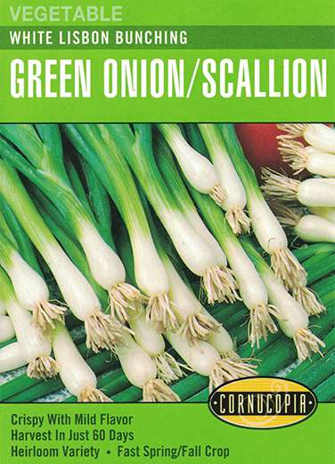 163 White Lisbon Scallion Seed, Onion, Allium Cepa, Spring Planting, 1.5 g