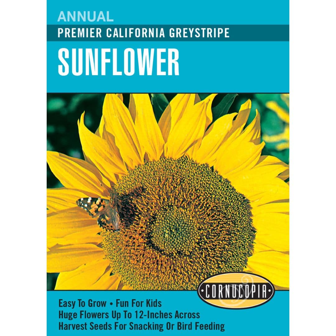 134 Sunflower California Graystripe Seed, Helianthus Annuus, Mid-Late Bloom, Yellow Bloom