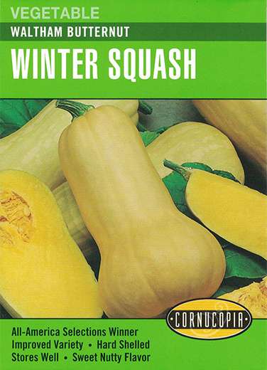 251 Waltham Butternut Seed, Squash, Cucurbita Moschata, Spring Planting, 3.5 g