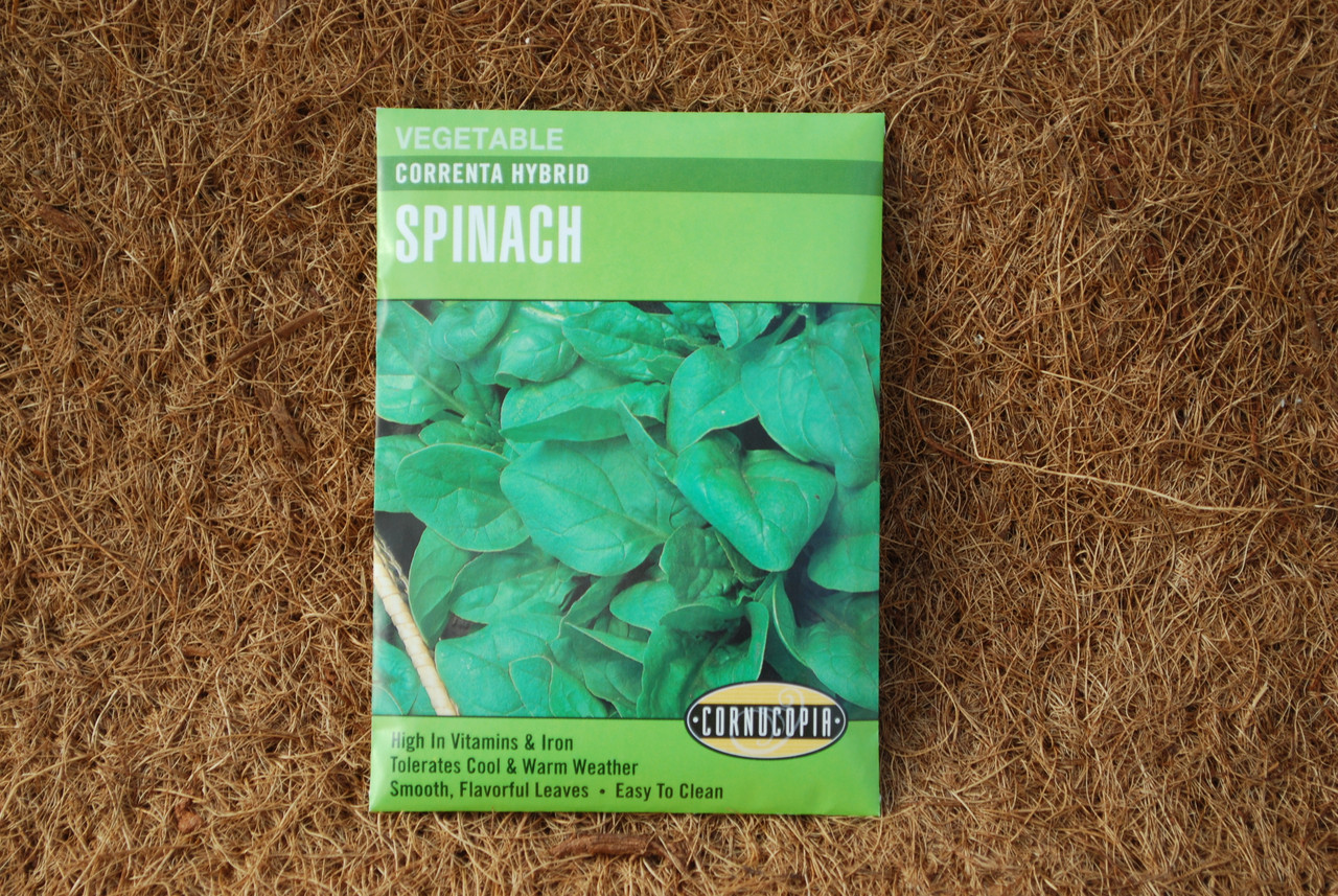 250 Correnta Hybrid Seed, Spinach, Spinacia Oleracea, Early Spring Planting
