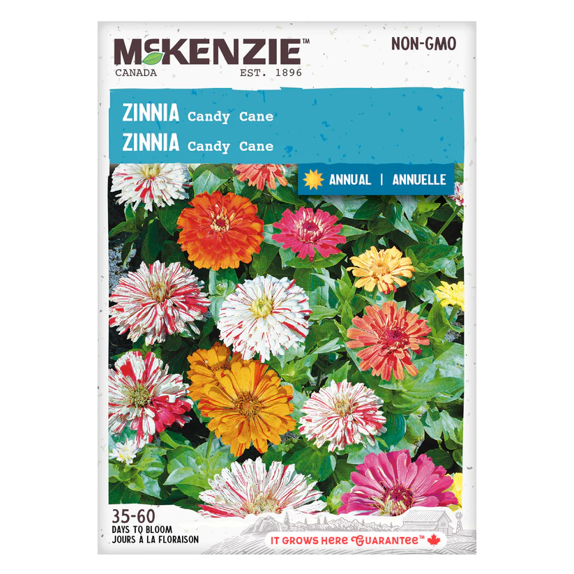 Y1517 Flower Seed, Candy Cane Zinnia