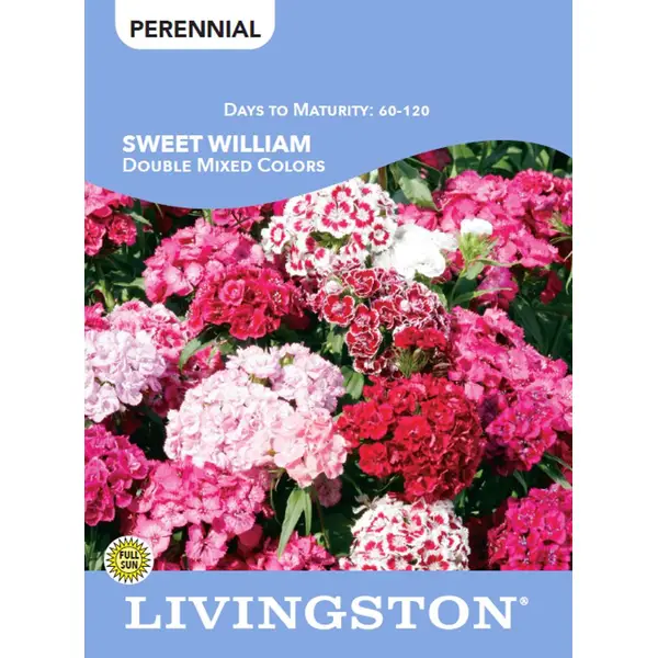 Y3215 Flower Seed, Sweet William