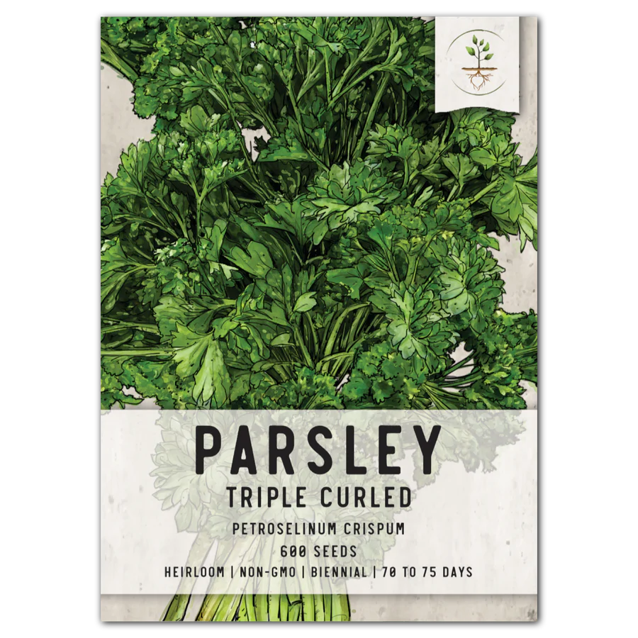 Y6640 Triple Curled Parsley Seed, Parsley, 2 g Pack