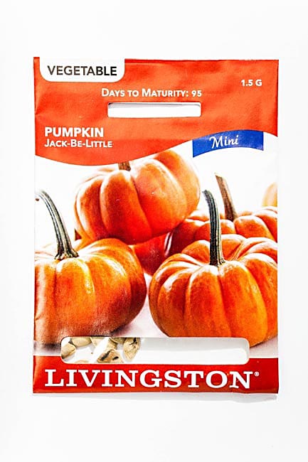 Y8575 Jack-Be-Little Pumpkin Seed, Pumpkin, 1.5 g Pack