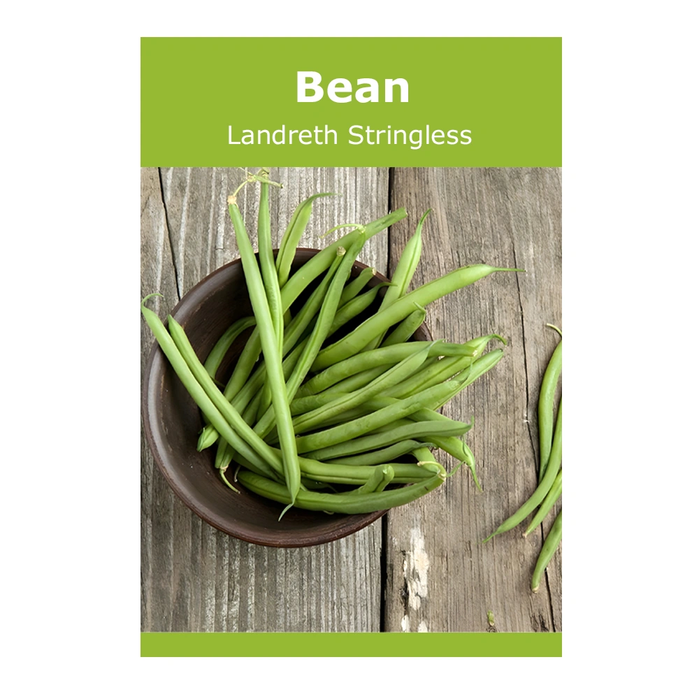 Y4063 Landreth's Stringless Green Pod Seed, Bean