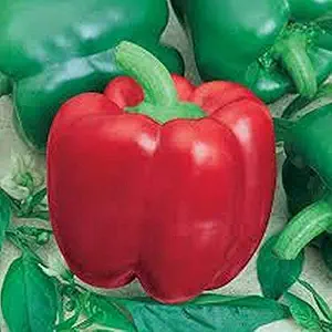 Y4592 Jupiter Seed, Pepper