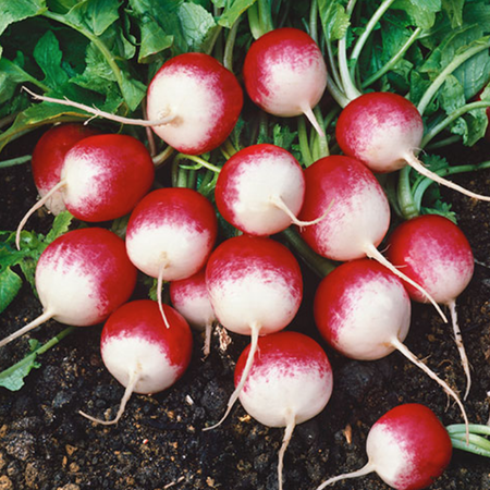 173 Vegetable Seed, Radish Sparkler