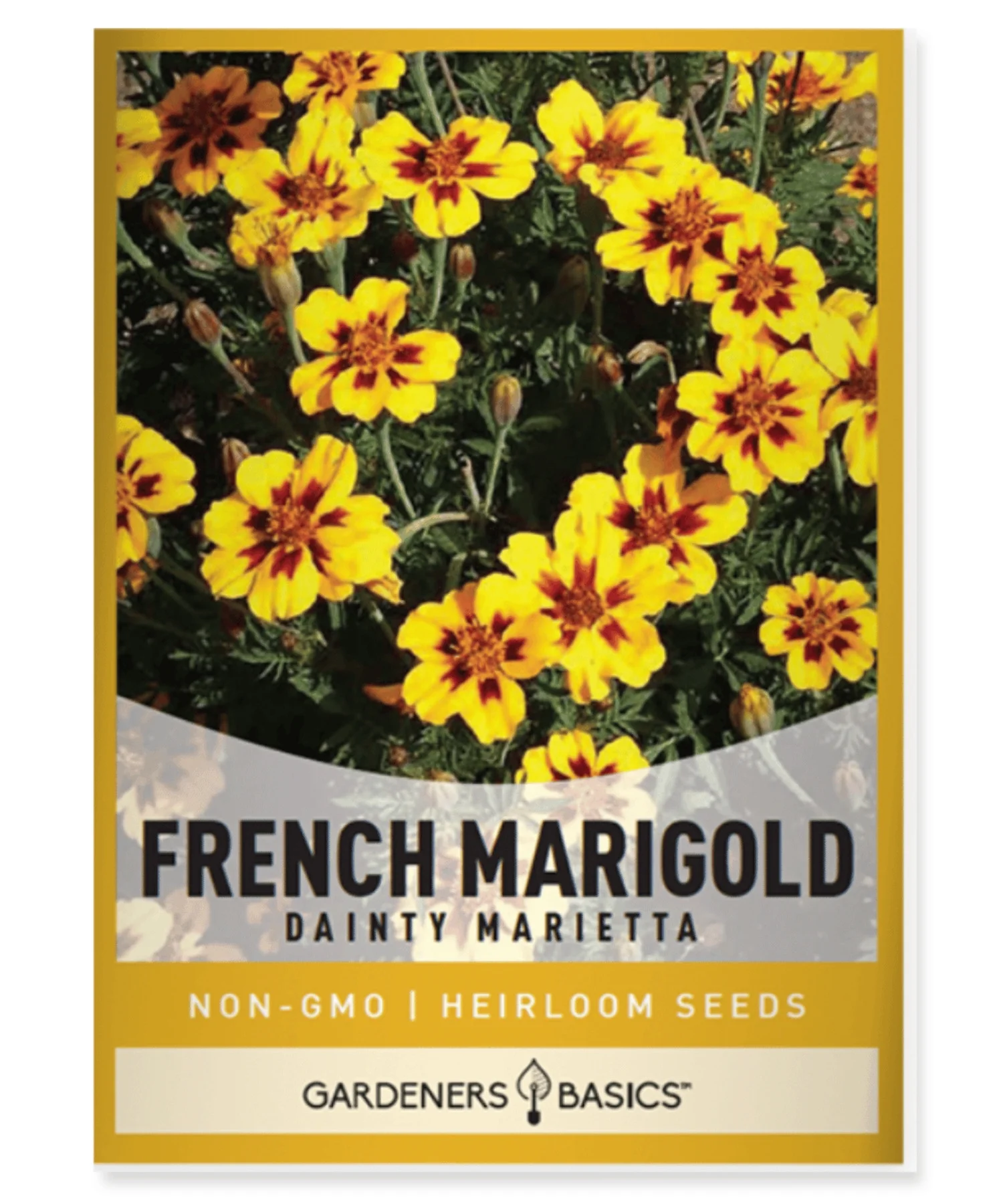 Y1237 Flower Seed, Dainty Marietta Marigold