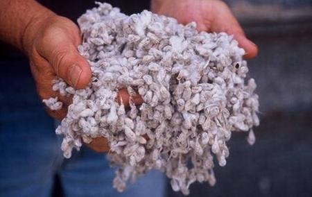 C452200 Cottonseed Deer Feed, 40 lb. Bag