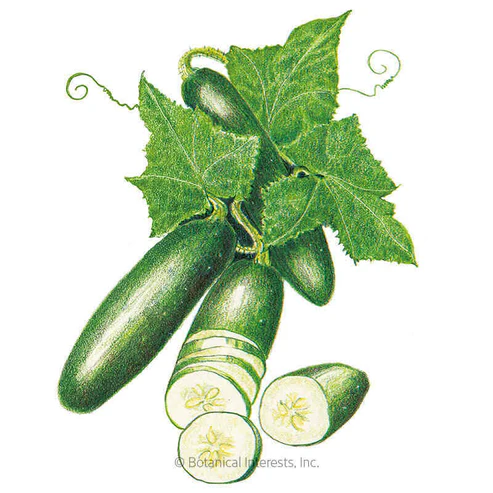156 Vegetable Seed, Cucumber Poinsett 76