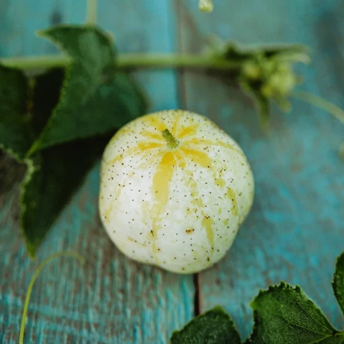 Y4325 Vegetable Seed, Cucumber Lemon