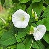 297 Flower Seed, Morning Glory White Pearly