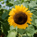 304 Flower Seed, Sunflower Arikara