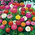 238 Flower Seed, 150 mg Pack